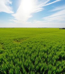 Obraz premium Vast expanse of verdant prairie under a bright sky, grassland, savanna, pasture