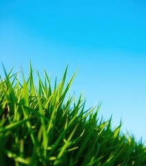 Vivid green grass tuft against a clear azure sky, clean, element