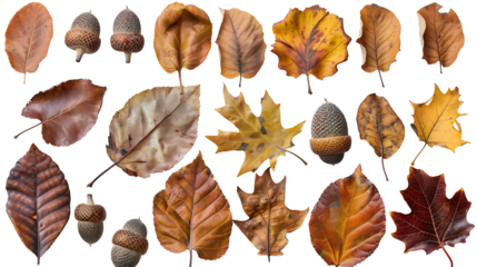 Collection of autumn leaves and acorns, arranged in different patterns, isolated on a white background