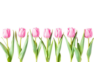 Pink tulip flowers with green leaves isolated on a white background. Floral arrangement concept for spring and nature themes. Ai generative