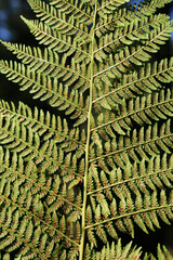 Athyrium filix-femina fern grows in nature
