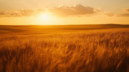 A golden sunset over a vast field of ripe grain