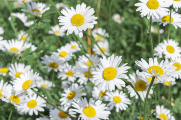 Fototapeta premium Delicate chamomile flowers, white petals and vibrant yellow centers, blooming in picturesque green meadow, blurred background beautiful bokeh effect. Summer photo, natural beauty, and harmony