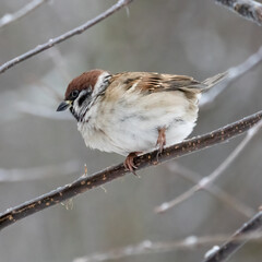 Tree sparrow