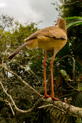 Brazilian Bird