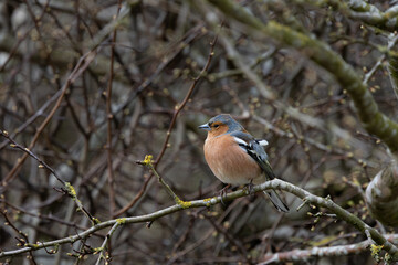 Chaffinch, male. A bird is perched on a branch