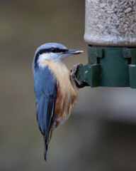 Nuthatch, a grey and orange bird is perched on a bird feeder