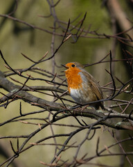 A bird is perched on a branch and singing