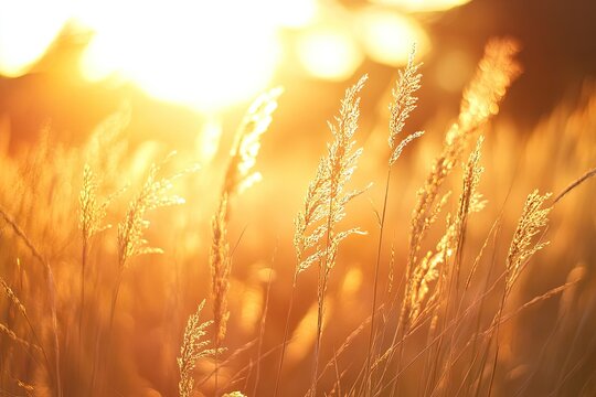 Golden sunset on tall grasses.  Soft warm light bathes field of tall grasses at golden hour