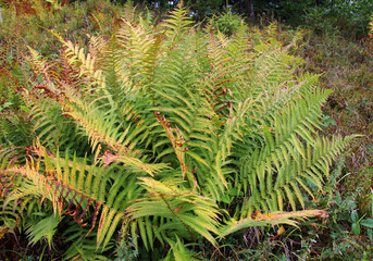 The fern Pteridium aquilinum grows in nature