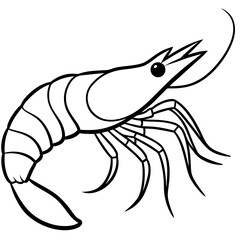 vector illustration of shrimp