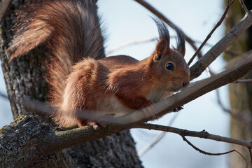 A red squirrel sits on a tree branch.