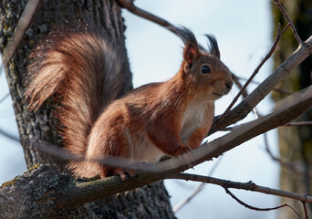 A red squirrel sits on a tree branch.