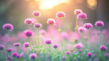 Obraz premium Beautiful pink flowers illuminated with a golden light in nature