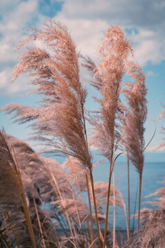 Pampas Grass Along the Valdivia River &ndash; Native Beauty of Chile