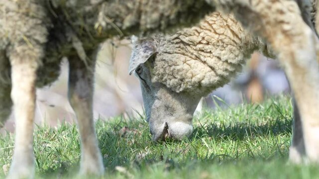 Domestic sheep is eating grass on the pasture. Livestock on small farm in Czech republic countryside. Funny camera angle.