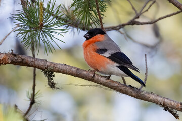 Eurasian bullfinch