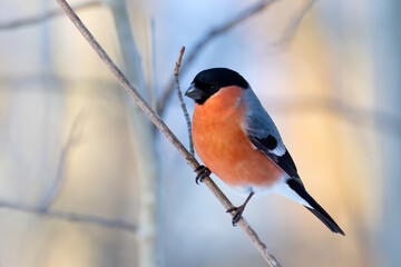 Eurasian bullfinch