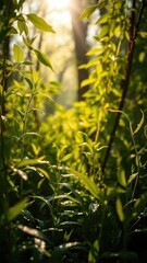 Obraz premium Dew-kissed forest leaves glowing in the sunlight, light, glowing