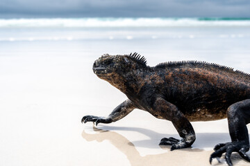 Marine iguana basking on Tortuga Bay beach, Galapagos, Ecuador