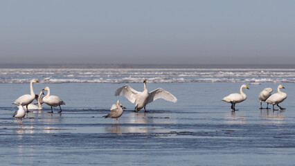 Swans resting in a thawed patch in the Gulf of Finland and a swan flapping its wings nearby.