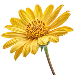 Obraz premium yellow gerber daisy isolated on transparent background