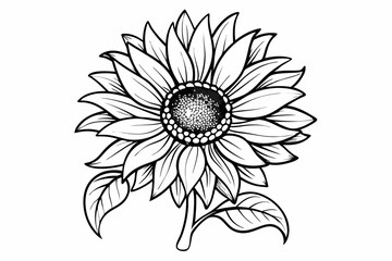 coloring page line art the sunflower black vector
