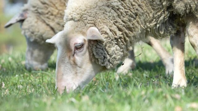 White domestic sheep is eating grass on the pasture. Livestock on small farm in Czech republic countryside. 