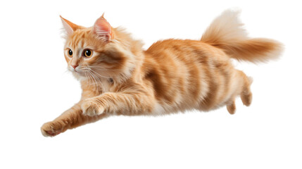 Obraz premium brown cat isolated on white background