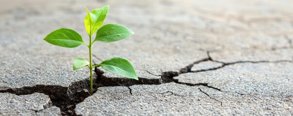 A small green plant emerges from a crack in dry concrete, symbolizing resilience and growth in harsh conditions.