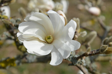 Weiße Sternmagnolie blüht - Magnolia stellata 