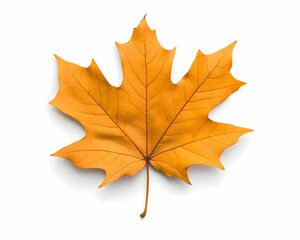 Obraz premium Single, vibrant amber maple leaf isolated on white