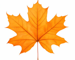 Obraz premium Single vibrant orange maple leaf isolated on white