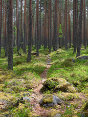 Old forest in a nature reserve