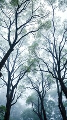 Fototapeta premium High angle shot of eucalyptus trees with misty atmosphere, green, landscape, scenery
