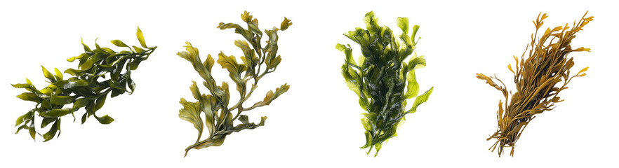 Obraz premium Fresh and Vibrant Seaweed Varieties for Culinary Use and Cuisine, PNG bundle collection, Isolated on Transparent Background