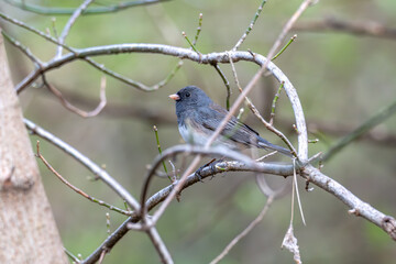Dark-eyed junco perched on a branch.