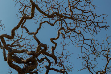 segments in contrast with the sky