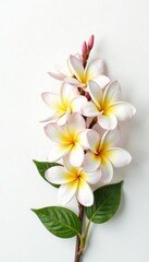 Fototapeta premium Delicate frangipani flowers on a white background, nature, garden, frangipani