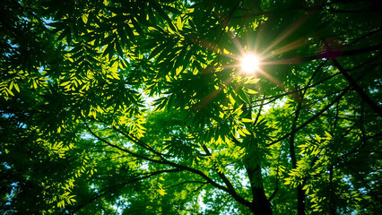 Bright Sunlight Filtering Through Lush Green Tree Canopy  Background 