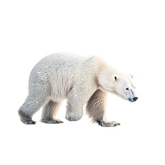 A Polar Bear Wandering Through a Frozen Landscape Isolated on Transparent Background