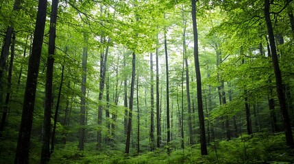 Fototapeta premium Lush Green Forest with Tall Trees Under Soft Light Displaying Vibrant Nature and Tranquility : Generative AI