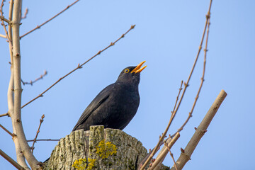 a male singing blackbird on a tree with a blue sky as background