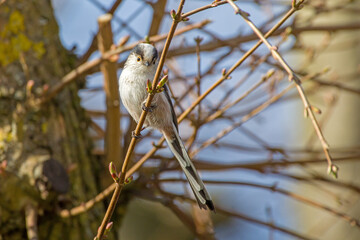 a long-tailed tit on a branch with buds in the sunshine in a tree