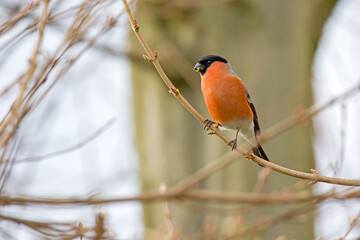 Colorful red bullfinch perches on a branch and eats green buds