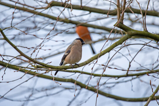 a female bullfinch in a tree with a reddish male in the background 