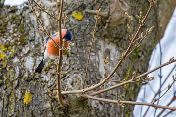 Colorful red bullfinch perches on a branch and eats green buds