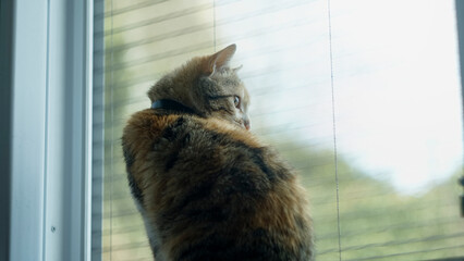Cat gazing out of a window with blinds, enjoying a peaceful moment indoors