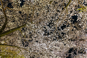 京都府　春の東寺・桜風景　

