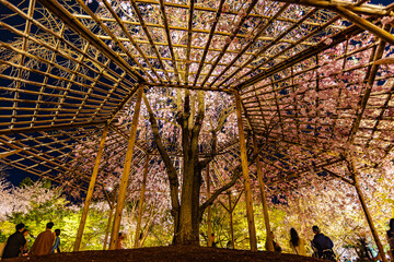京都府　春の東寺・桜風景　
